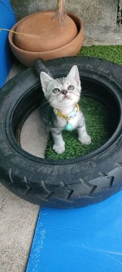 อเมริกัน เคิร์ล (American Curl) แมว