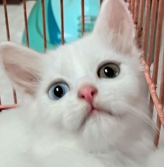 แมวเปอร์เซีย ตาสองสี