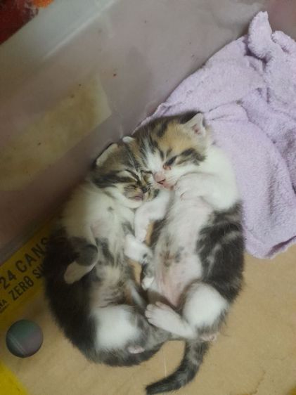 สก็อตติช โฟลด์ (Scottish Fold) สก็อตชอตแฮร์เพศเมียเปิดให้อุ้มราคาเบาเบา