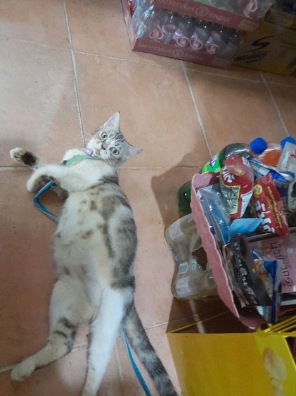 สก็อตชอตแฮร์เพศเมียเปิดให้อุ้มราคาเบาเบา รูปที่ 8