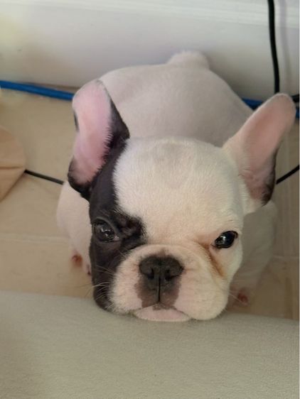 เฟรนช์ บูลด็อก (French Bulldog) เล็ก French bulldog Mini Exotic