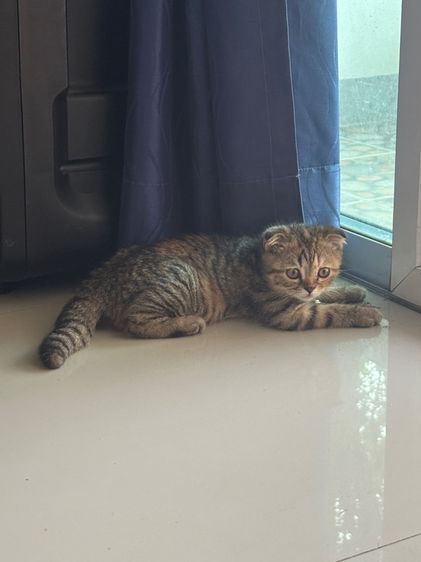 สก็อตติช โฟลด์ (Scottish Fold) แมว พันธุ์สก็อตติชโฟล
