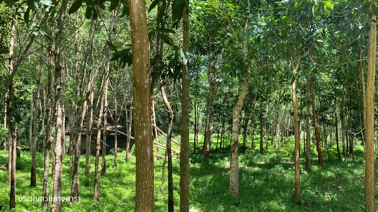 ขายที่ดินผืนใหญ่พร้อมสวนปาล์มและสวนยางพารา มีลำห้วยโอมล้อม ต.บางหิน อ.กะเปอร์ จ.ระนอง รูปที่ 3