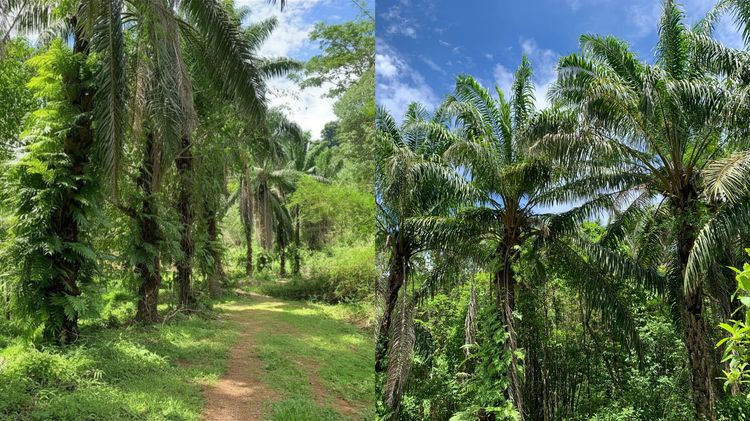 ขายที่ดินผืนใหญ่พร้อมสวนปาล์มและสวนยางพารา มีลำห้วยโอมล้อม ต.บางหิน อ.กะเปอร์ จ.ระนอง รูปที่ 4