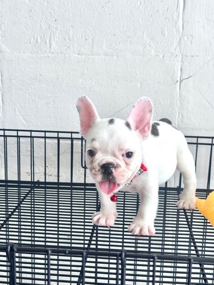 เฟรนช์ บูลด็อก (French Bulldog) เล็ก เฟรนช์บูลด็อก
