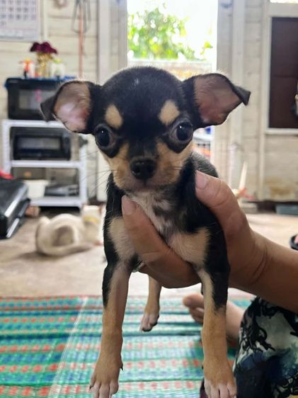 ชิวาวา (Chihuahua) เล็ก ชิวาวาขนสั้น