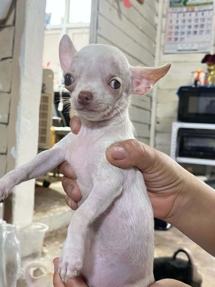 ชิวาวา (Chihuahua) เล็ก ชิวาวาขนสั้น