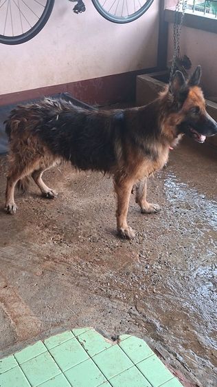 เยอรมันเชพเพิร์ด (German Shepherd) ใหญ่ ขายแม่พันอาเซเชียล
