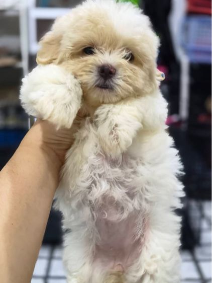 หมาชิสุ