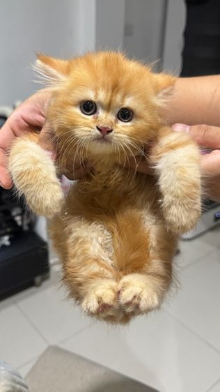 แมว เปอร์เซีย