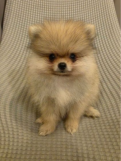 ปอมเมอเรเนียน (Pomeranian) เล็ก น้องปอม เพศผู้ (น้องอัลฟ่า)