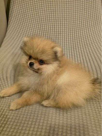 น้องปอม เพศผู้ (น้องอัลฟ่า) รูปที่ 6