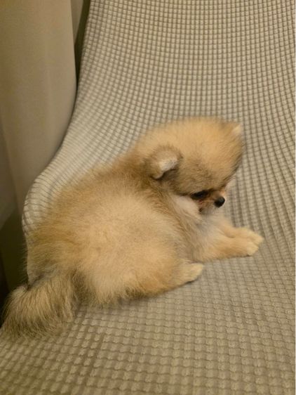 น้องปอม เพศผู้ (น้องอัลฟ่า) รูปที่ 3