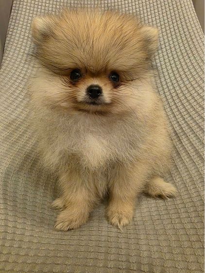น้องปอม เพศผู้ (น้องอัลฟ่า) รูปที่ 5