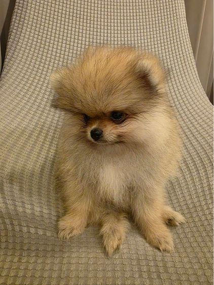 น้องปอม เพศผู้ (น้องอัลฟ่า) รูปที่ 4