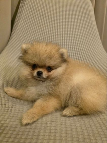 น้องปอม เพศผู้ (น้องอัลฟ่า) รูปที่ 2