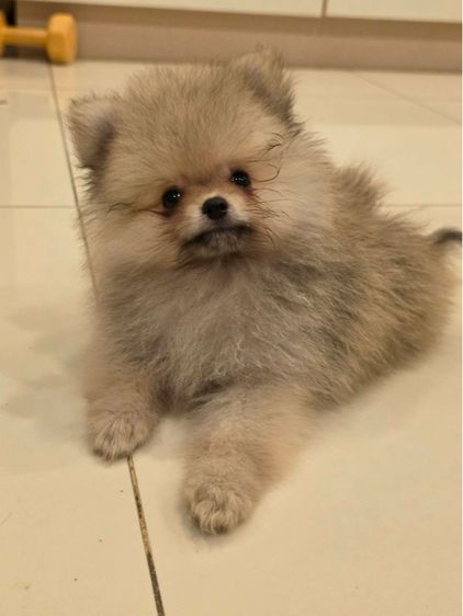 ปอมเพศผู้ (น้องเจเดน) รูปที่ 2
