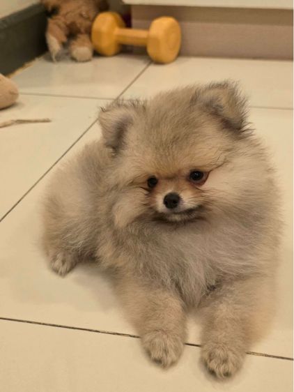 ปอมเพศผู้ (น้องเจเดน) รูปที่ 3