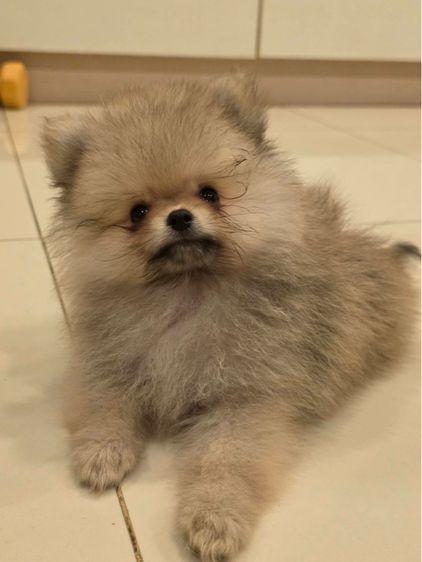 ปอมเพศผู้ (น้องเจเดน) รูปที่ 5
