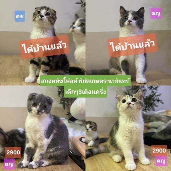 แมวสกอตติช