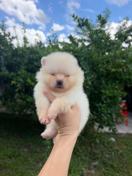 ปอมเมอเรเนียน (Pomeranian) ปอมหมี ไซส์เล็ก