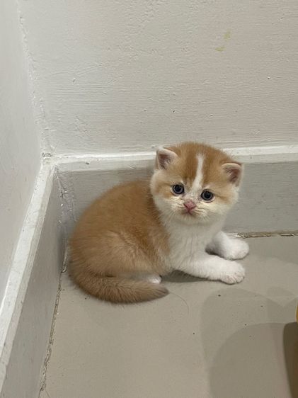 สก็อตติช โฟลด์ (Scottish Fold) เปิดจองเด็กชายสก็อตติชฟอร์มหมี