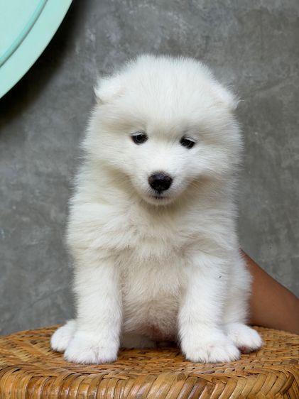 สุนัข รูปที่ 2