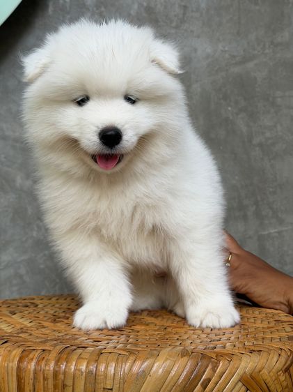ซามอยด์ (Samoyed) เล็ก สุนัข