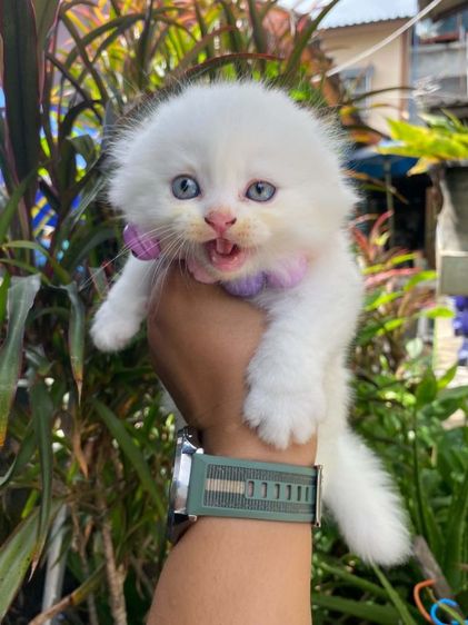 น้องหิมะสก๊อตติช รูปที่ 4