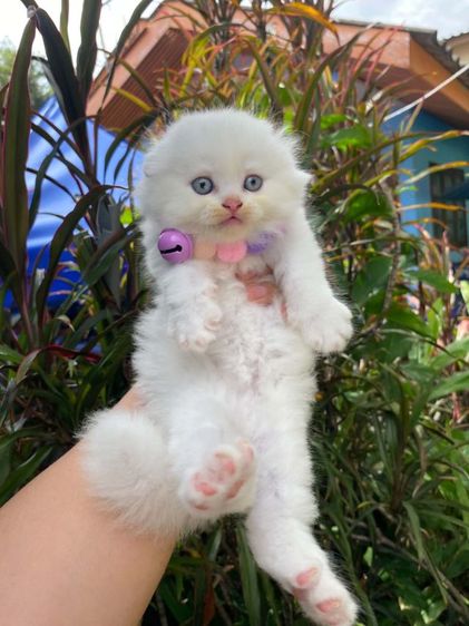 น้องหิมะสก๊อตติช รูปที่ 3