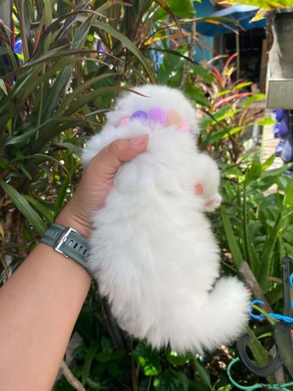 สก็อตติช โฟลด์ (Scottish Fold) น้องหิมะสก๊อตติช