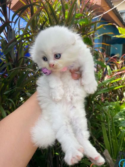 น้องหิมะสก๊อตติช รูปที่ 2