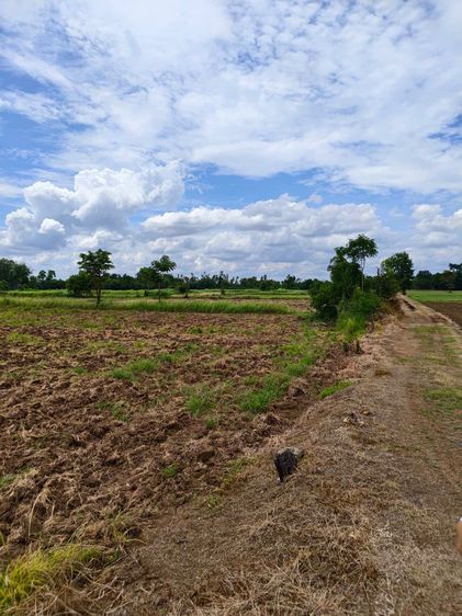 ที่ดินเนื้อที่ 31 ไร่ จังหวัดพิจิตร รูปที่ 2