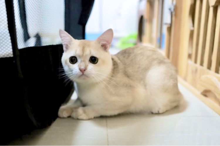 บริติช ชอร์ตแฮร์ (British Shorthair) แมวบริติช ช๊อตแฮร์ British พ่อแม่มีใบเพ็ด Wcf น้องเป็นเพศผู้(Male)
