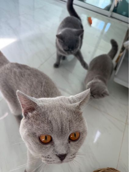 ดญ. บริติช สีไลแลค พร้อมย้าย‼️ รูปที่ 6