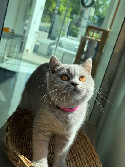 บริติช ชอร์ตแฮร์ (British Shorthair) ดญ. บริติช สีไลแลค พร้อมย้าย‼️