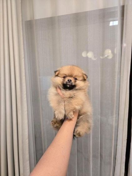 ปอมเมอเรเนียน (Pomeranian) เล็ก ปอมแท้ เด็กหญิง 