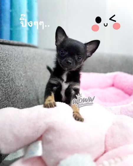 ชิวาวาขนสั้น กรุงเทพ น่ารัก รับประกันสุขภาพค่ะ