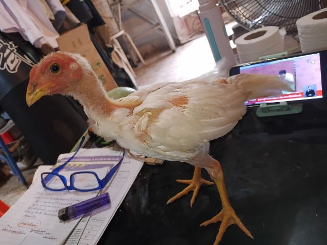 ไก่ชนพม่าสีขาวหายากตัวผู้ รุ่นเล็ก แม่เก่งลีลาล่อตบหูตา พ่อแข้งหน้าตีหักตีชัก ถ้าโตจะใหญ่ถึง2.5-7