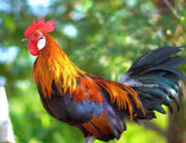 ขายไก่ป่าหูขาว สวยๆหายาก สำหรับผู้ที่ชอบอนุรักษ์สายพันธุ์ หรือเลี้ยงใว้แก้เหงาขันเพาะๆ