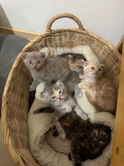 สก็อตติช โฟลด์ (Scottish Fold) สก็อตติชผสมอเมคิกันเคิล