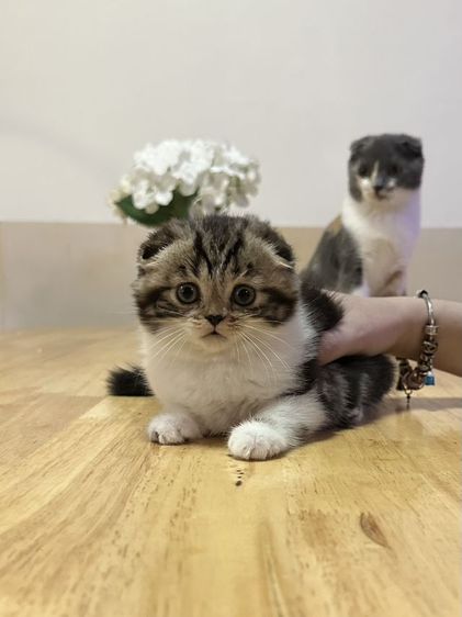 แมวสกอตติช รูปที่ 17