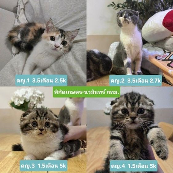 แมวสกอตติช