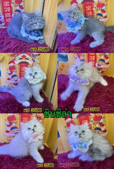 ชินชิลล่า (Chinchilla) แมวสก็อตติช และ เปอร์เซียชินชิล่า