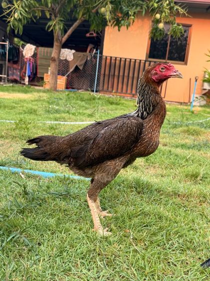 ไก่ชนพม่า รูปที่ 6