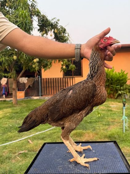 ไก่ชนพม่า