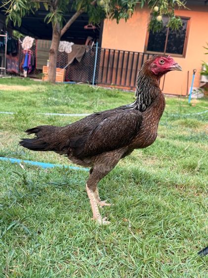 ไก่ชนพม่า รูปที่ 3