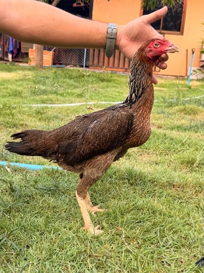 ไก่ชนพม่า รูปที่ 8