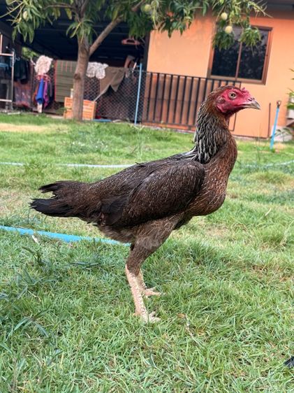 ไก่ชนพม่า รูปที่ 2
