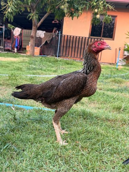 ไก่ชนพม่า รูปที่ 7
